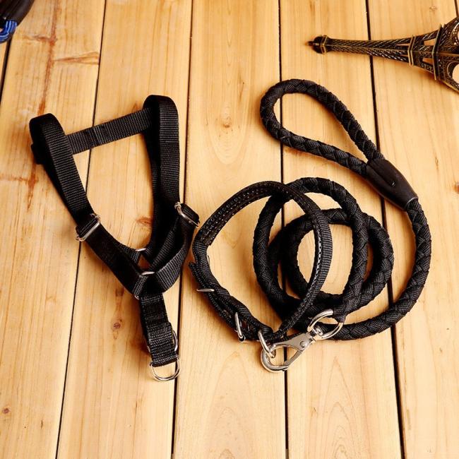 designer dog collar and lead