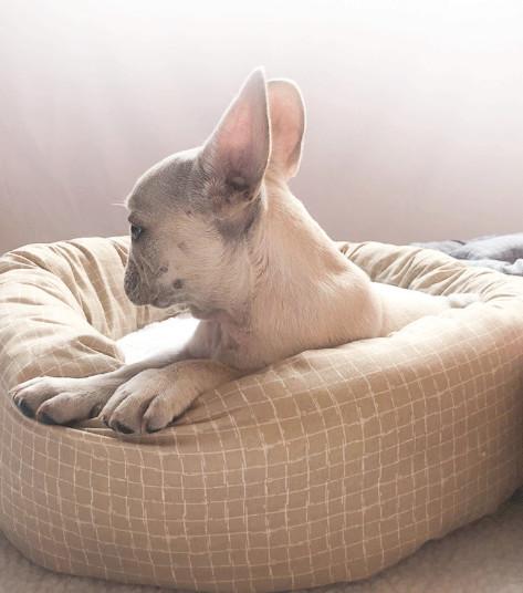 comfy cat bed