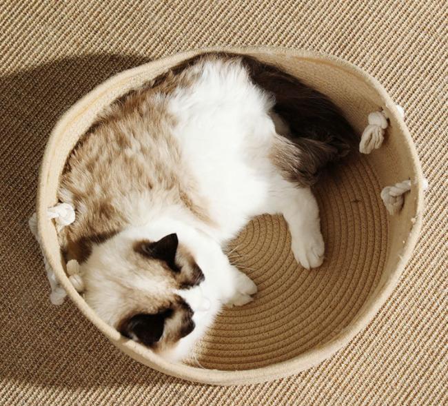 cat rattan bed