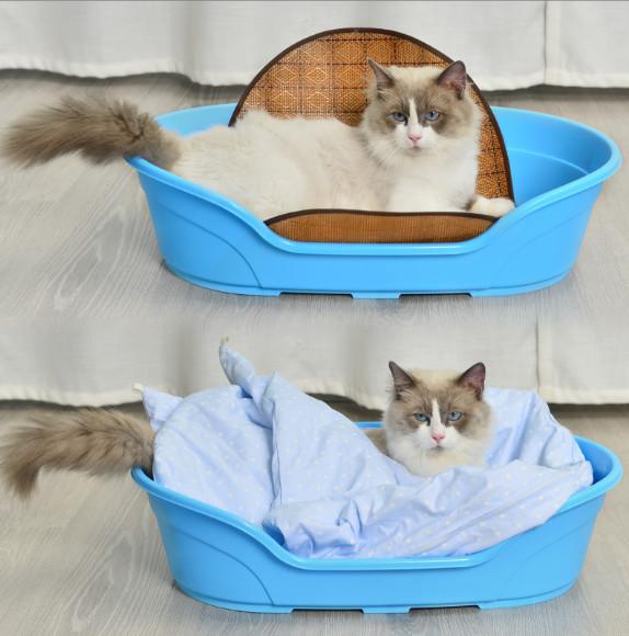 xl cat bed