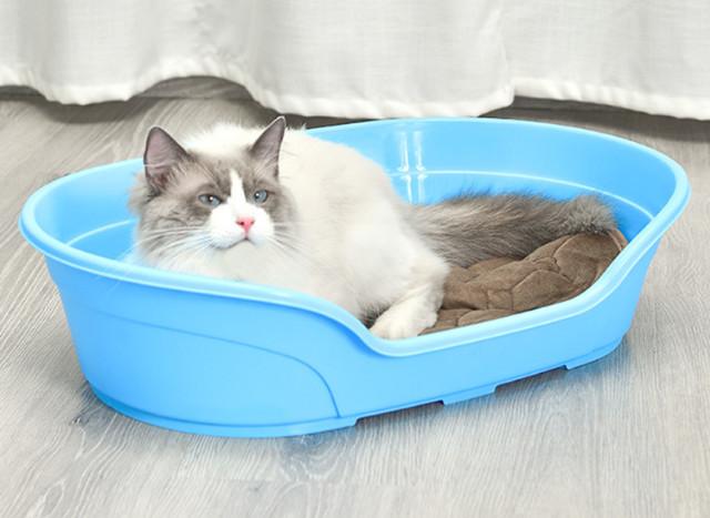 plastic cat bed