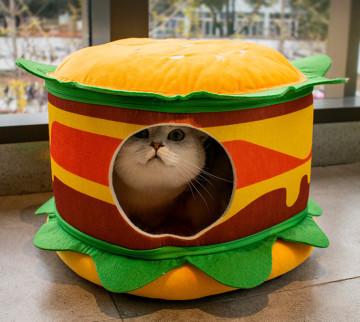 cute cat beds amazon