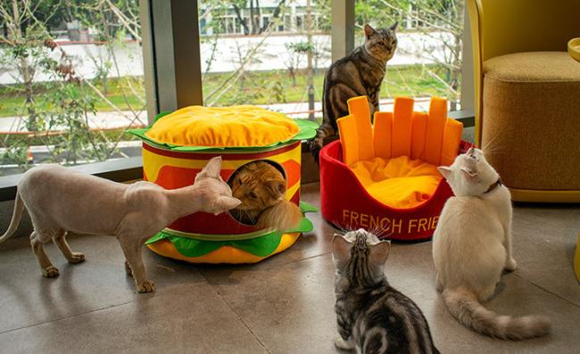 hamburger cat bed