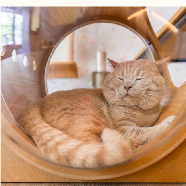 best bedding for outdoor cats