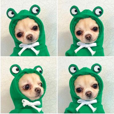 China Autumn And Winter Cotton Plush Hooded Sweater For Pet for sale