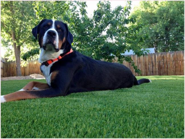 Green Landscaping Pet Friendly Artificial Grass Lead Free PP Fibrillated Yarn 10mm