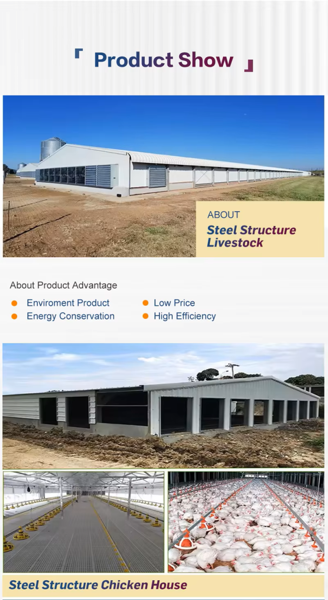 Customized Galvanized Steel Chicken Shed for Poultry Farming 5