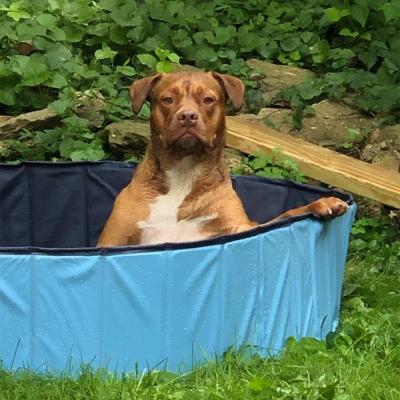 China BSCI CE PVC Foldable Pet Pool Gold Swimming Pet Bathing Tub Inflatable for sale