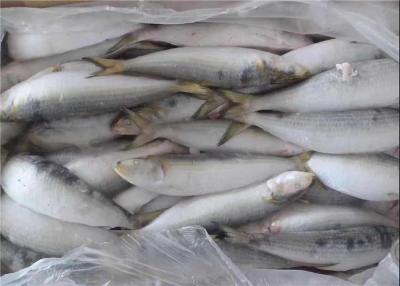 China BQF Freezing Bulk 75g Fresh Frozen Sardines For Bait for sale