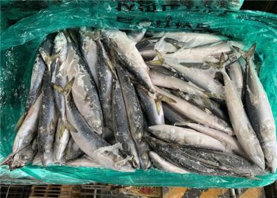 China High Protein 120g Scomber Japonicus Fresh Frozen Mackerel for sale