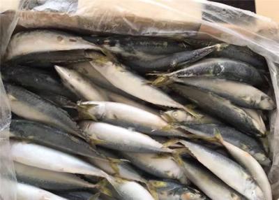 China BQF 60g 70g Whole Round High Protein Pacific Fresh Frozen Mackerel for sale