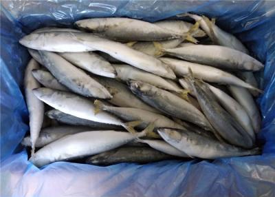 China High Protein 80g 100g Pacific IQF Frozen Mackerel Fish for sale