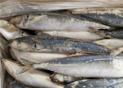 China cebo de pesca congelado entero de los pescados de la caballa del Scad de ronda 75g en venta