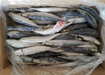 China 1kg Small Eye Horse Mackerel Bulk Fresh Frozen Fishing Bait for sale
