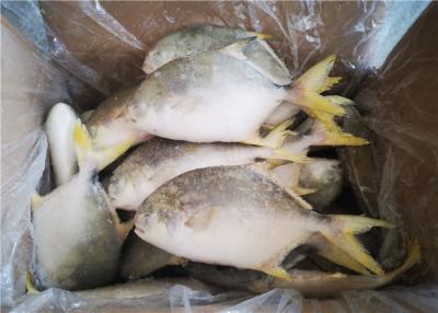 China Whole Round 300G 400G 3ppm Histamine Frozen Pompano Fish for sale