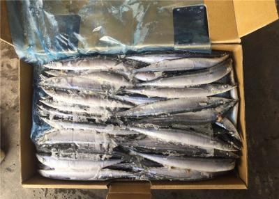 China #4 Frozen Pacific Saury for sale