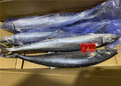 China 700g Fresh Frozen Mackerel for sale