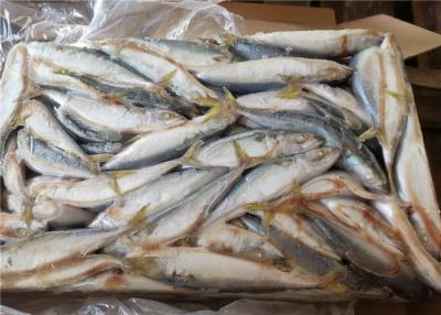 Chine Des fruits de mer surgelés frais de maquereau Pacifique de la catégorie 50g-60g à vendre