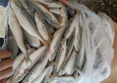 China Fresh Seafood Natural 70-80G Pacific Frozen Mackerel Fish for sale