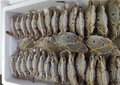 China Mariscos congelados frescos a granel del cangrejo de natación del punto 200g tres en venta