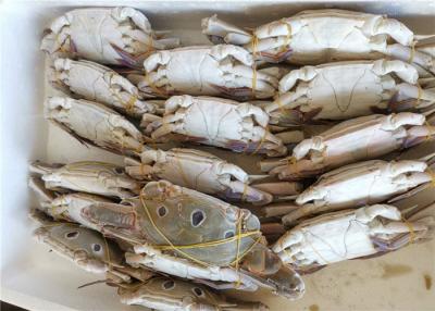 China 3ppm Histamine Whole Round 200g Three Spot Swimming Crab for sale