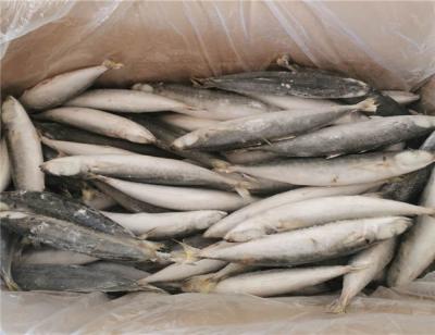 China Peixes congelados IQF de 90g 100g Muroaji com 24 meses de vida útil à venda
