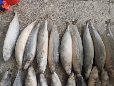 China BRC certificou peixes pacíficos frescos da cavala de IQF BQF à venda