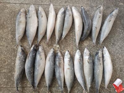 China 3ppm Below Histamine IQF BQF Frozen Mackerel Fish for sale