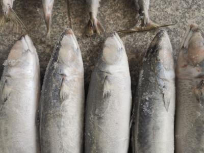 Китай Естественные рыбы скумбрии цвета IQF BQF замороженные Тихие океан продается