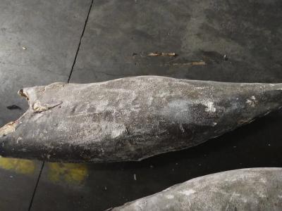 China Oilfish super Hgt 10kg+ da boa qualidade de Seafrozen da venda por atacado de China IQF à venda