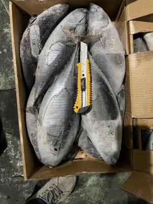 China 500g maioria acima dos peixes de congelação do bonito de Auxis Thazard para a exportação à venda