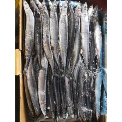 China 105g - 125g BQF Frozen Pacific Saury Fish for sale