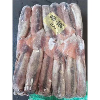 China 300g 400g Healsea Argentina BQF Frozen Illex Squid for sale