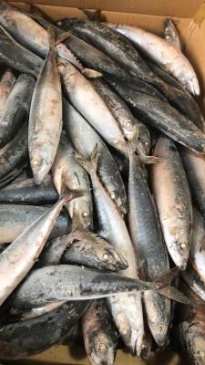 Chine Poissons congelés de maquereau de mer de BQF, 40 - appât 60pcs/ctn congelé à vendre