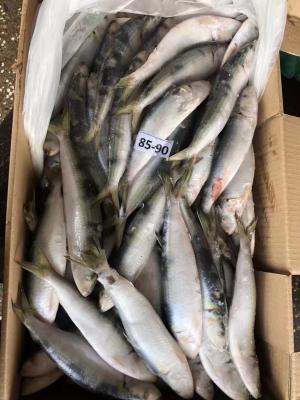 China BQF / IQF Frozen Sardine Fish , 70/80pcs 80/90pcs Fresh Frozen Seafood for sale