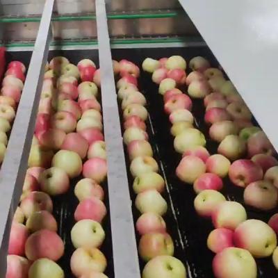 Chine Machine automatique de tri des pommes 50 - 150 mm Pour le tri de la taille des fruits à vendre
