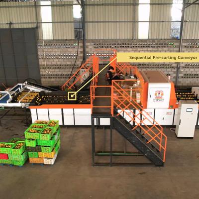 China Revolutionizing Orange Sorting Machine With AI Deep Learning Technology for sale