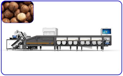 China Industrial Grading Sorting Machine 50Hz 16 Channel For Macadamia Nuts for sale