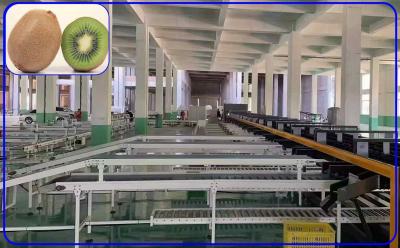 China 4 Channel Kiwi Sorting Machine Intelligent Electric Drive Robot Type for sale