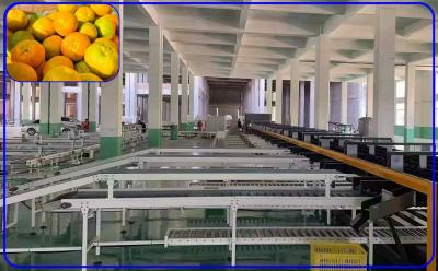 China 5 T/H Intelligent Mechanical Sorting Machine 3 Channel Orange Sorter for sale