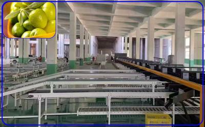 China Control informático de Olive Fruit Grading Machine Intelligent de 2 canales en venta