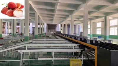 China Canal grande de la alta precisión 4 de la máquina del graduador de la fruta del lichí de la salida inteligente en venta