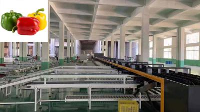 China Bell Pepper Vegetable Sorting Machine 3 Channel Vegetable Sorter Customized for sale