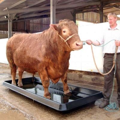 China Heavy Duty Plastic LLDPE Cattle Footbath Container Brown Color for sale