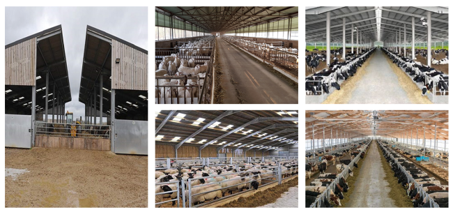 Steel structure livestock building design and specifications