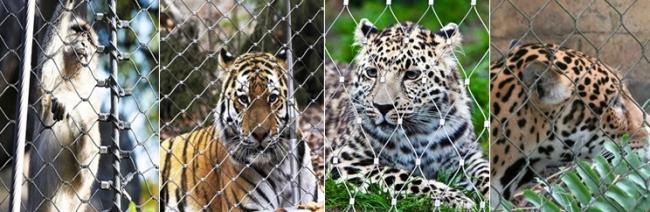 zoo mesh