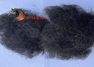 China Pressure Relief Curled Horse Hair Horsehair Stuffing For Upholstery for sale