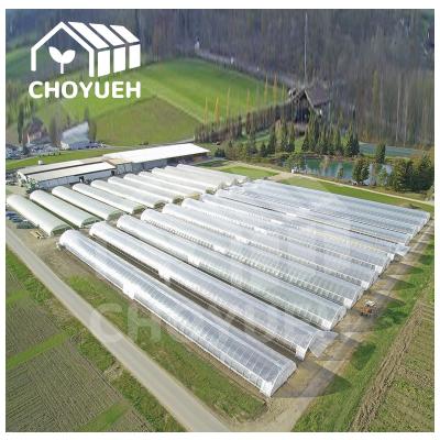 China High Wind Resistance Single Span Greenhouse Customized Size for sale