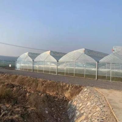 China Larga vida útil 3-5 años Invernadero con película de plástico protegida contra los rayos UV en venta
