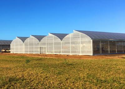 China UV Protected Plastic Film Greenhouse with High Wind Resistance and UV Protection à venda